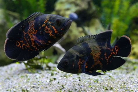 Oscar Fish Breeding Guide Answers To Common Questions Avid Aquarist