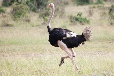 All About Ostriches 10 Fun Facts You Didnt Know