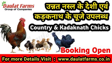 Poultry Contract Farming Daulat Farms Group Of Companies