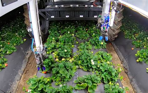 Strawberry Picking Robot Maker Advanced Farm Technologies Raises 75m