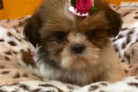 Aurora: Shih Tzu puppy for sale near New York City, New York. | bdde61fe-b141