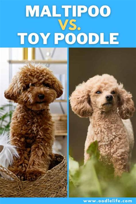 Maltipoo Vs Toy Poodle Comparison With Photos Oodle Life