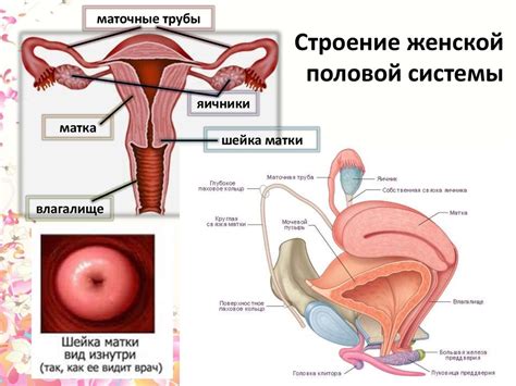 Строение Матки Фото — Картинки фотографии