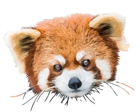 Download Red Panda Bear Panda Royalty Free Stock Illustration Image