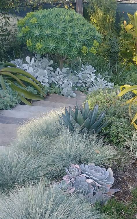 Combination Of Succulents And Traditional Plants Coastal Gardens