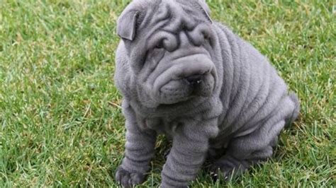 Gray Shar Pei Puppies Youtube