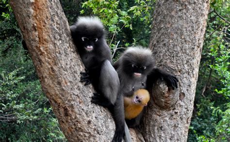 Dusky Leaf Monkey Trachypithecus Obscurus Display Full Image