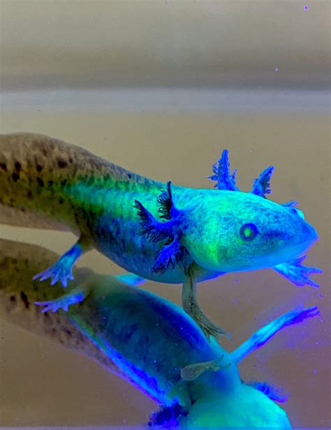Highlight Spotted Gfp Wild Type Sub Adult 1 Ivys Axolotls Quality
