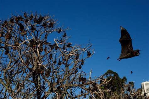 Noise Offensive Targets Flying Foxes Port Macquarie News Port