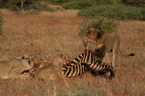 Lion Dynamics On A Zebra Kill Journal Tswalu Kalahari