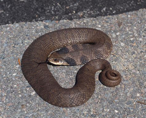 Eastern Hognose Snake Heterodon Platirhinos Massachusetts 51119