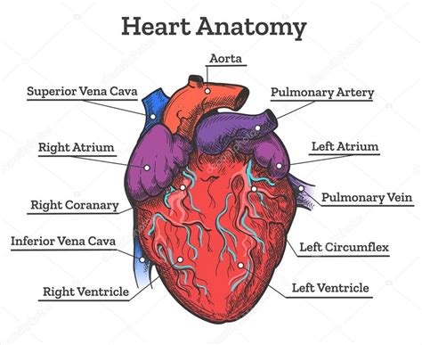 Imágenes Corazon Dibujo Anatomia Dibujo Coloreado De La Anatomía De