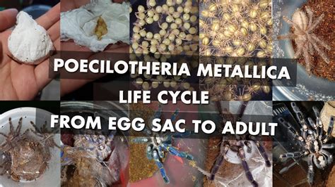 Tarantula Life Cycle From Eggs To Adult Poecilotheria Metallica Youtube
