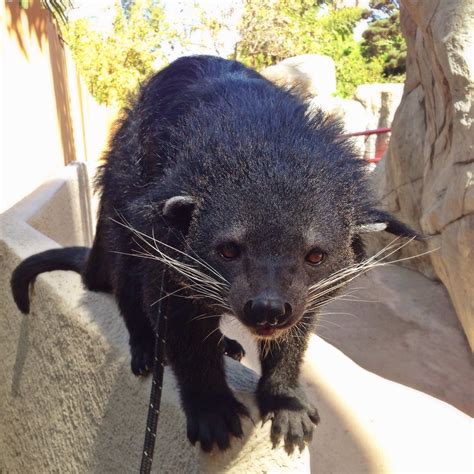 A binturong is also known as a bearcat because they kind of look like
