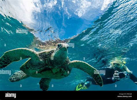 Green Sea Turtle Chelonia Mydas Underwater With Snorkeler Maui