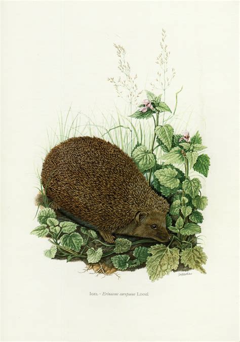 Hedgehog Print Vintage Lithograph From 1974 Hedgehog Illustration