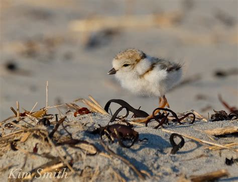 Three Actions We All Can Take To Help The Piping Plover Chicks Survive Kim Smith Films