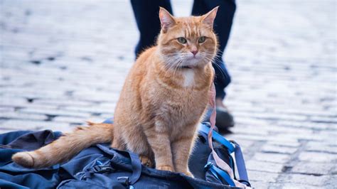 a street cat named bob pathé thuis
