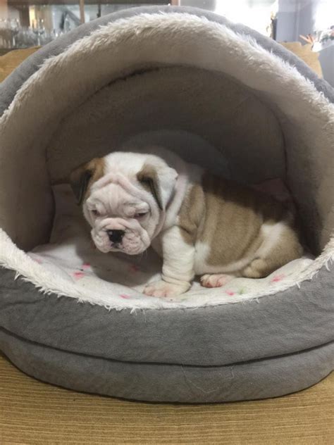 This page also includes some olde english bulldogge and victorian bulldog breeders. English Bulldog Puppies For Sale | Hanover, PA #80505