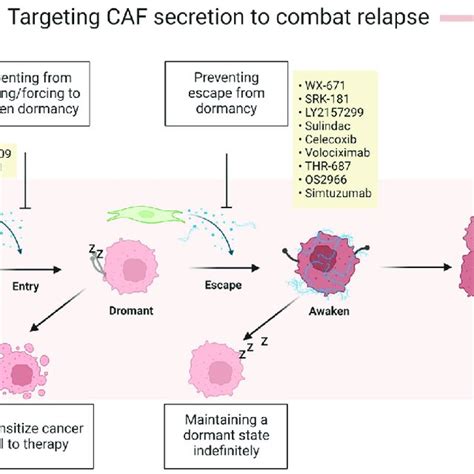 Strategies To Fight Cancer Recurrence Targeting Dormant Cancer Cells