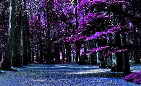 Magical Purple Forest A Clearing In The Woods Blue Foggy Etsy