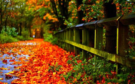 Wallpapers Autumn Leaves Wallpaper Cave