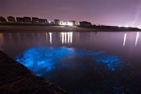 Photos Capture Rare Bioluminescent Plankton Caused By Hot Weather In