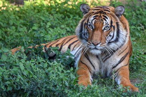 Malayan Tiger Map