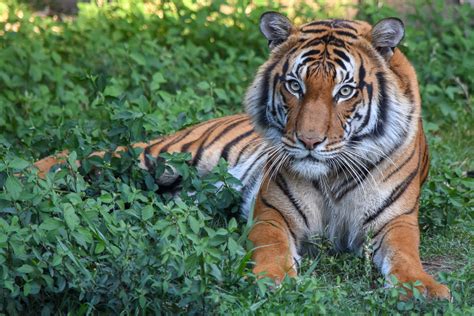 The 12 zodiac animals are, in order: Spotlight on Species (SOS): Malayan Tigers - The Houston Zoo