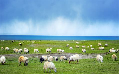 China Qinghai Lake Grassland Sheep Nature Scenery Preview