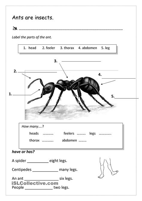 Ant Anatomy Worksheet
