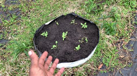 Kaho Lemon Drop And Bradford Watermelon Seedlings Transplanted 2021 Bio Intensive Spring Garden