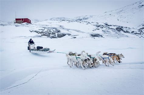 After The Dog Sled Greenland Hut Life Greenland Dog Dog Sledding