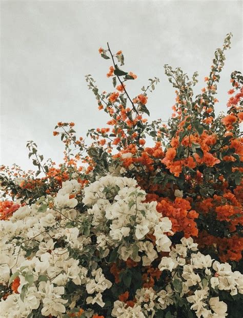 #not hockey #ios 14 #floral aesthetic #floral #floral icons #floral wallpaper #floral print #home #wallpapers #backgrounds #gardencore #floral wallpaper #floral background #rose #lavender. summer flowers #style | Flower aesthetic, Nature photography, Beautiful flowers