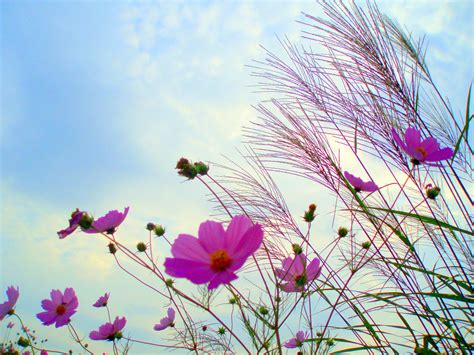 Beautiful Flowers In Sky Background