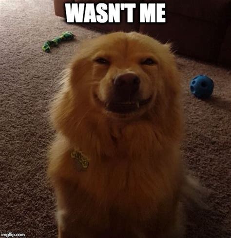 Wasnt Me Smiling Dogs Cool Pets Funny Animals