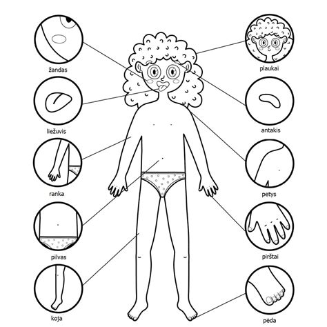 Arriba Más De 83 Para Dibujar El Cuerpo Humano última Vn