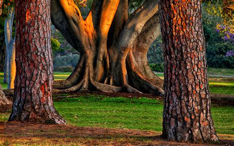 Major Grant Funds Tree Inventory Efforts In Balboa Park Forever