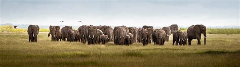 Hd Wallpaper Africa Mount Kilimanjaro Elephant Animals Nature