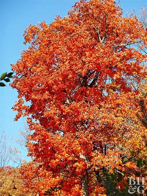 These 15 Maple Trees Will Set Your Yard Ablaze With Vibrant Color