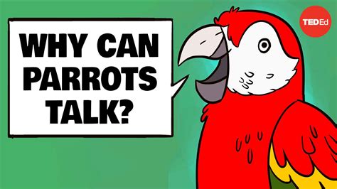 Why Can Parrots Talk Human Why Can Parrots Talk Like Humans By