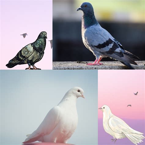 Pigeons And Doves Arizona Exotics Other Birds Resources