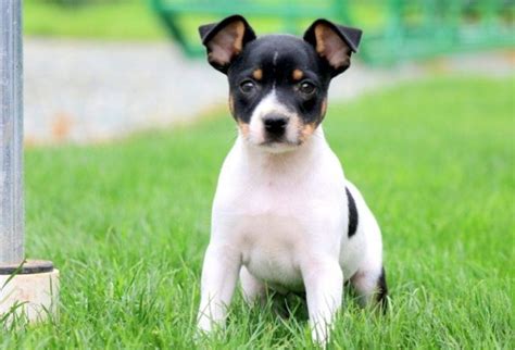Toy Fox Terrier Puppies For Sale Keystone Puppies