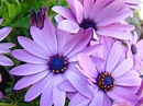 Daisies Lavender Purple Daisy Flowers Baslee Troutman Photograph by ...