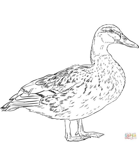 Female Mallard Duck Coloring Page Free Printable Coloring Pages