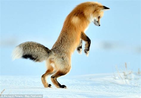 Fox Dives Into Snow While Hunting For Mice Daily Mail Online