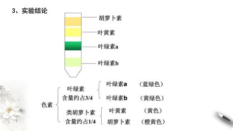 高中生物一 捕获光能的色素和结构教学课件ppt 教习网课件下载