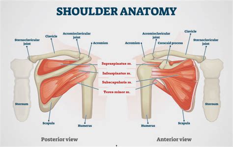 Anatomy Of The Shoulder Edmonton Bone Joint Centre
