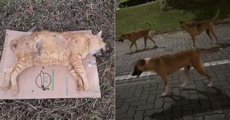 Some 20 Cats Allegedly Attacked And Killed By Dogs Roaming In Ang Mo Kio