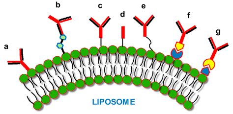 Immunoliposomes The Different Antibodiesantibody Fragments Can Be